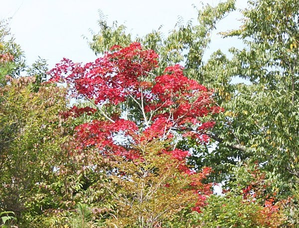 四季見原　紅葉　はなまる　高千穂