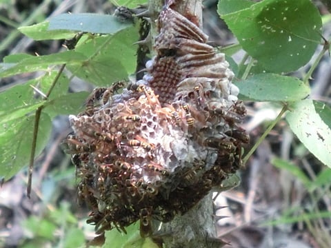 高千穂　宿泊　蜂の巣　はなまる