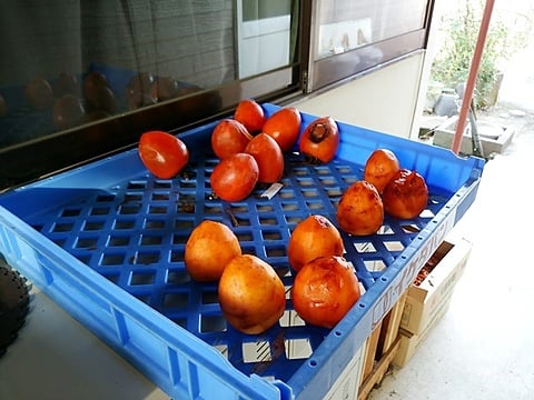 干し柿作り