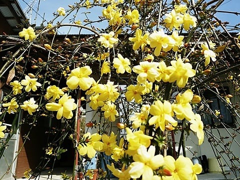 高千穂　事務所前　黄色い梅の花　満開
